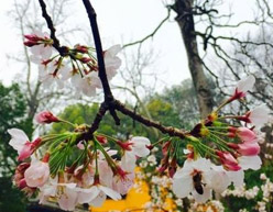 南京赏樱花什么时候最佳?