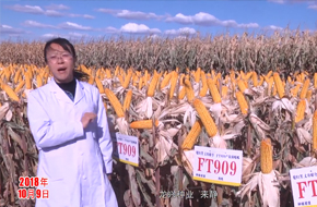 玉米种植科技记录片